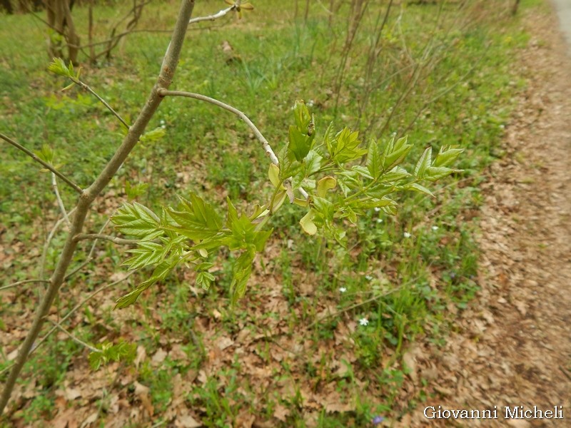 Fraxinus ornus (cfr.) - Oleaceae